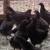 Chocolate orpington hens 1 thumbnail