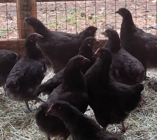 Chocolate orpington hens 1