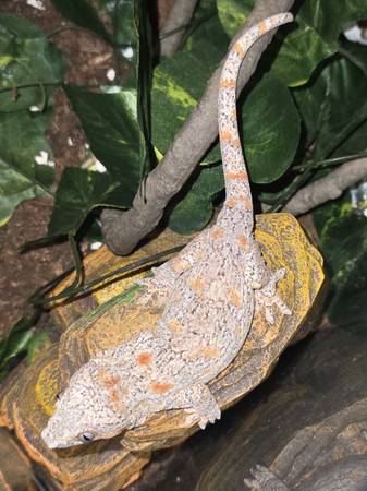 Gargoyle Gecko (Houston)63859313562753122