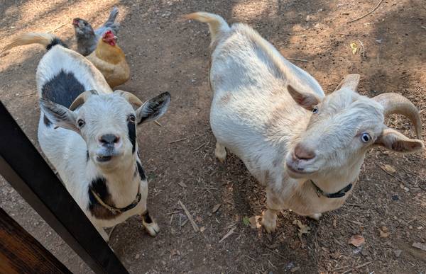 2 mini wethers + young buck  $275 - west of grants pass 1