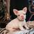 Beautiful Solid White French Bulldog Puppy with Blue Eyes 💙 4 thumbnail