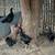 Oriental Gamefowl 6 thumbnail