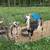 Dwarf Goats 2 thumbnail