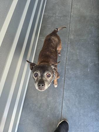 found dog 1