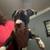 Reverse blue bully pitbull puppies need good home 15 thumbnail
