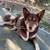 Looks like a Husky, acts like an old Aussie- Perfect family dog 1 thumbnail
