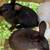 Rabbits - too many bucks 3 thumbnail