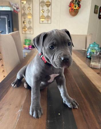 Handsome PIT 1