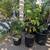 Ice Cream Bean Tree (Inga Edulis) 4 thumbnail