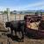 Angus cross 3 thumbnail