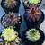 Beautiful Succulent Gifts - Elegant Gifts That Last 10 thumbnail