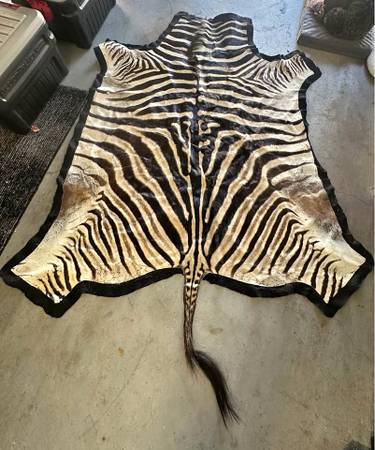 Zebra Rug on Felt 1
