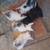 Three kittens- 6 weeks old 2 thumbnail