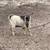 Nigerian Dwarf goat, nubian goat, sheep and pigs 17 thumbnail