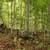 11 Buildable Lakefront Properties-Wooded Inland-Beautiful Bid Now! 10 thumbnail