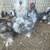 Mottled Silkies 7 thumbnail