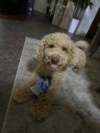 Mini Goldendoodle 1