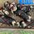 Kunekune piglets 1 thumbnail