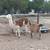 12 exposed females 3 male Llamas for sale 5 thumbnail