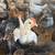 Chicks 2 thumbnail