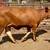 2 beefmasters heifers GENTLE!! 14 thumbnail