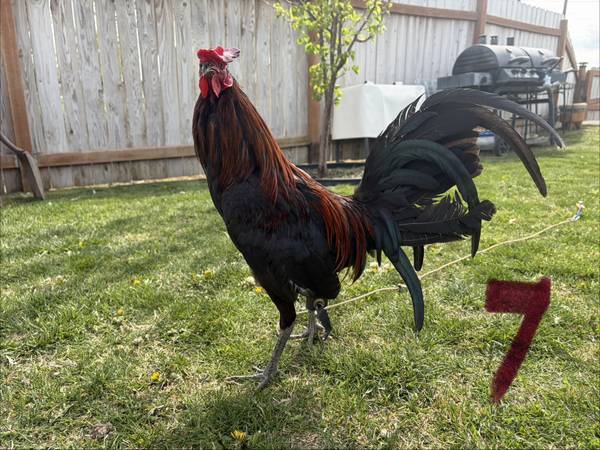 Gamefowl 1