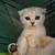 Scottish kittens to adopt. 2 thumbnail
