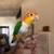 Caique 1 thumbnail