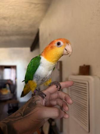 Caique 1