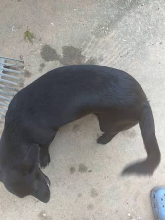 Dachshund/Lab (Headland)527204956903188482