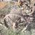 Vintage Pull Behind 2 Bottom Plow - Iron Wheels 5 thumbnail