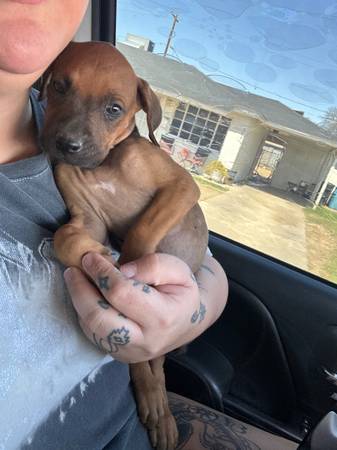 Boxer pup 1