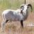 Young Rams 7 thumbnail