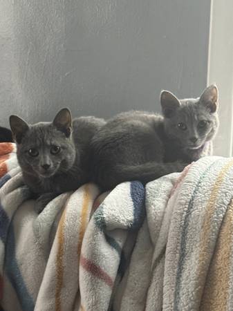 2 Gray Kittens 1
