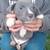 blue nose pit mix puppies 8 thumbnail