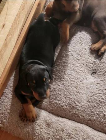 Dog bed 1