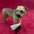 Bull Mastiff Figurine by Conversation Concepts 3 thumbnail