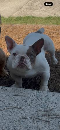Hembra nano bully de 6 meses582072488984596481