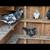 rampuri or Pakistani highflyer Pigeons 3 thumbnail