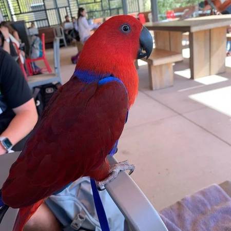 Eclectus 1