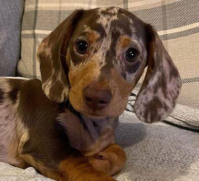 GentleDachshundPups 1