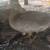 Muscovy  drake's 1 thumbnail