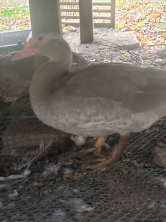 Muscovy  drake's 1