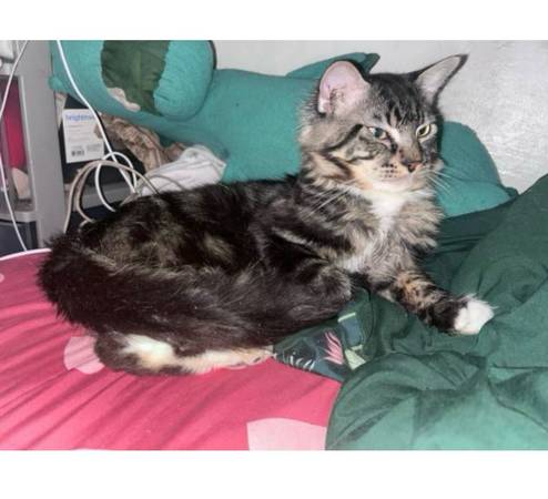 CATS NEED A HOME (Yonkers)576836983567175682