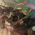 Rehoming Ball Python 1 thumbnail