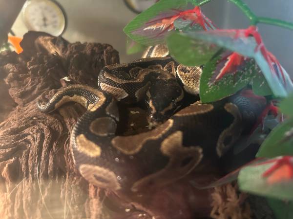 Rehoming Ball Python 1