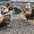 Pullets 7 thumbnail