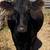 Cows 3 thumbnail