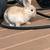 Rabbits 4 thumbnail