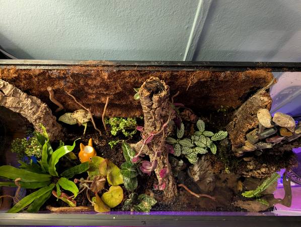 Bioactive paludarium 29 gallon 1